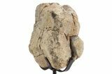 Fossil Ornithischian Dinosaur Vertebra with Metal Stand - Colorado #331111-2